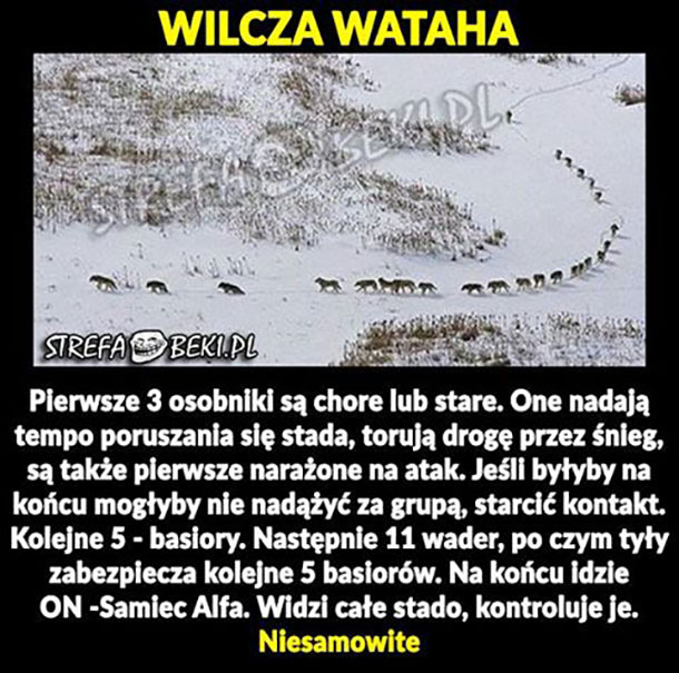 Wilcza wataha