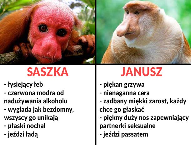 Saszka vs Janusz :D