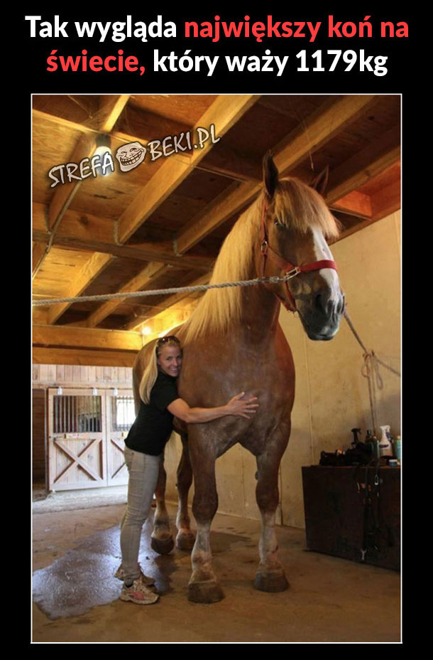 Największy koń na świecie